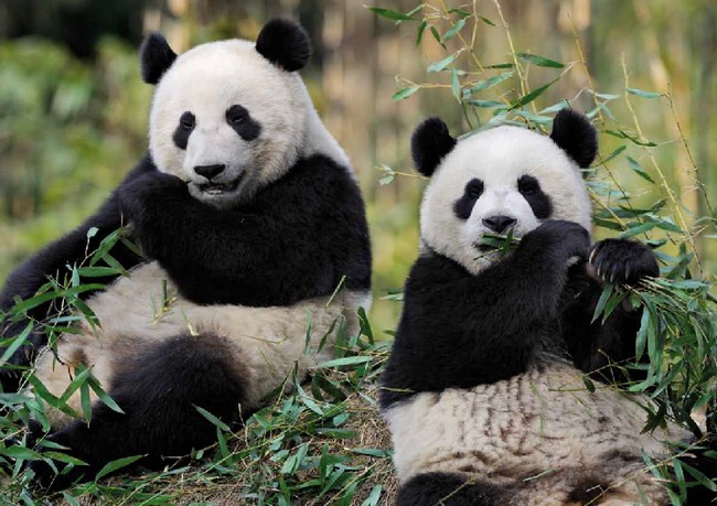 Zoo de Beauval